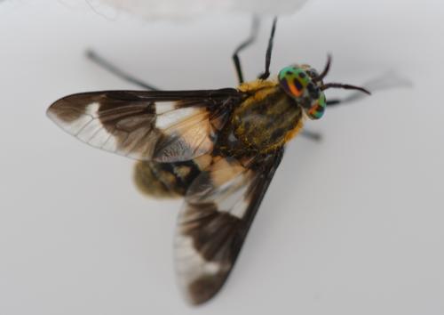 Réf. 290 046 : Chrysops caecutiens